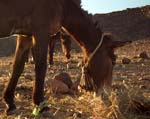 sarho mules (7)