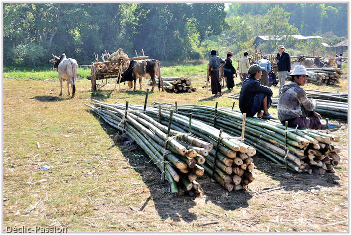 Des boeufs tirent des chars contenant des bambous mesurant jusqu'à 10m !