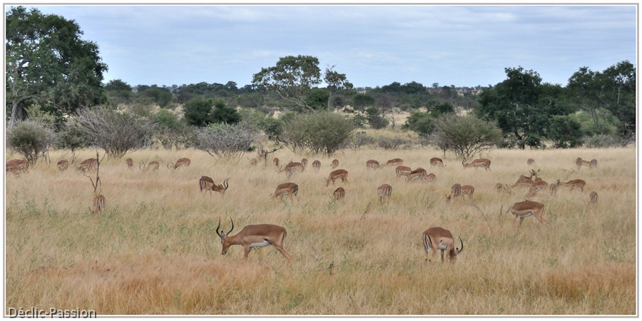 Les impalas