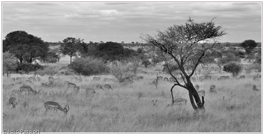 Les impalas
