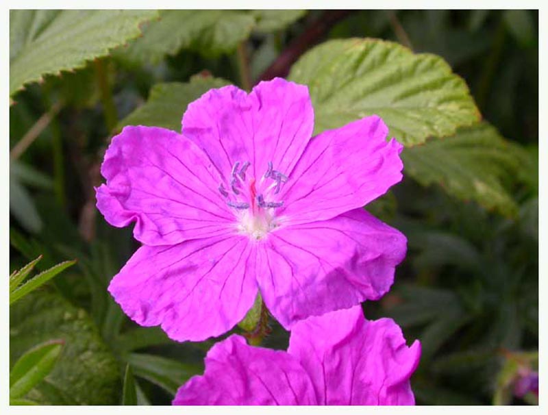 ieplante6695gf