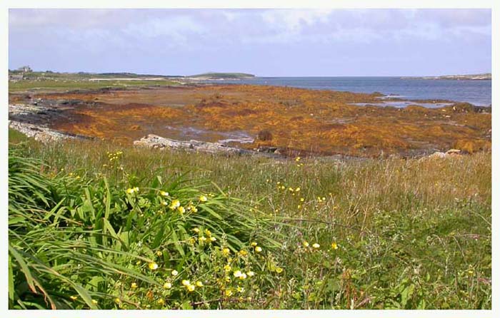 ieconnemara7027gf