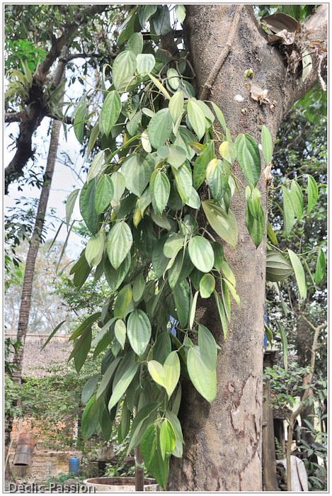 Voici l'arbre qui fournit...