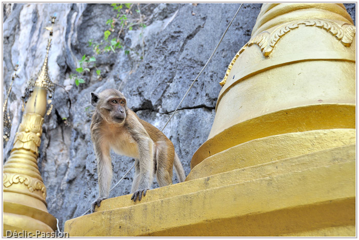 Grotte peuplée de singes...