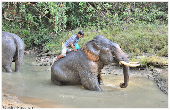 ... par les pachydermes