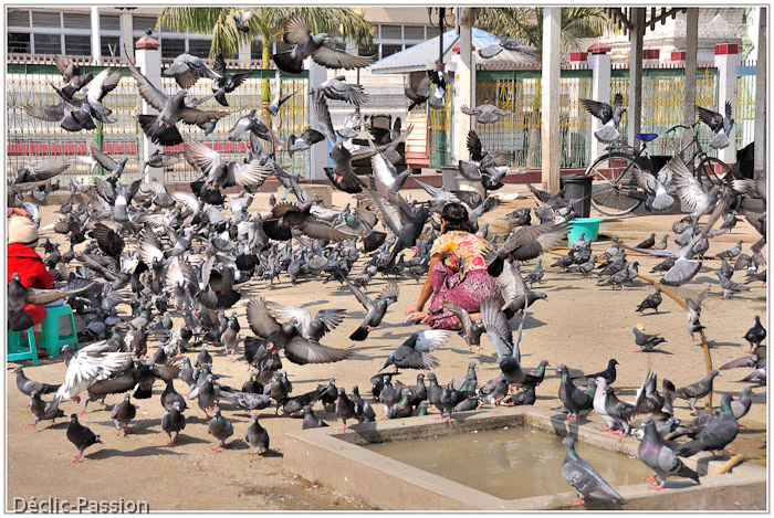 ... les pigeons sont rois !