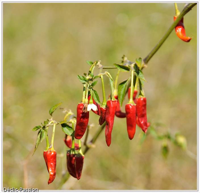 ...piments