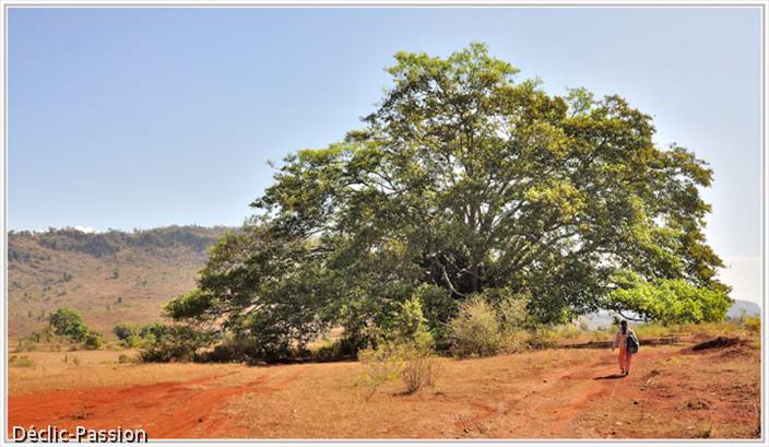 Noé-Noé, notre guide, parait bien petite auprès de cet arbre à bouddha !