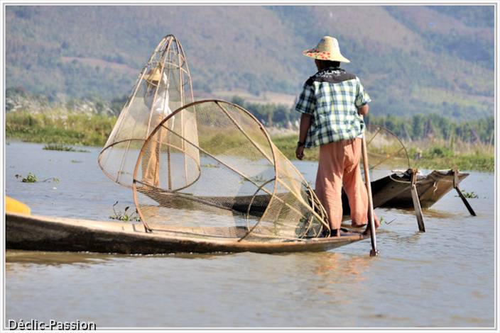 Les pêcheurs retiennent les poissons dans la nasse et les harponnent par l'ouverture située en haut
du filet.