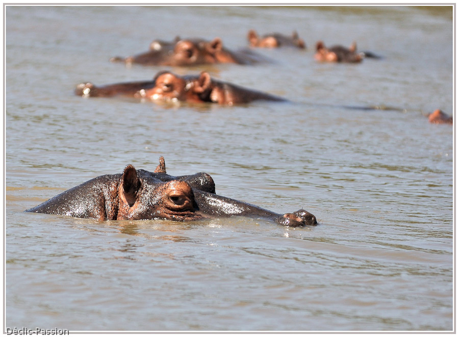 Hippopotame