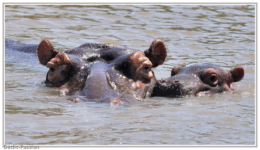 Hippopotame