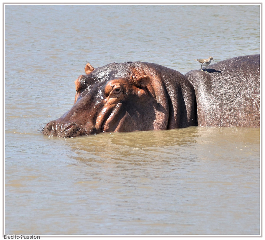 Hippopotame