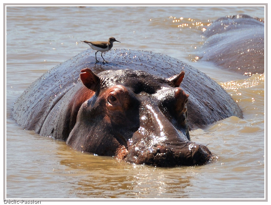 Hippopotame