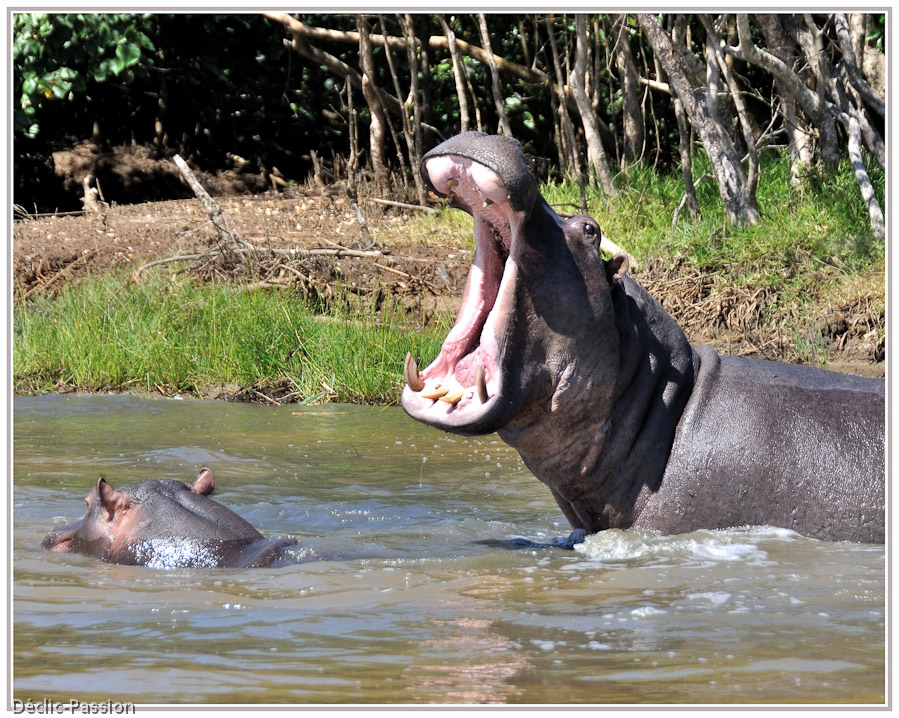 Hippopotame