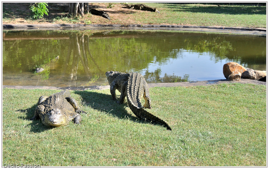 Le crocodile