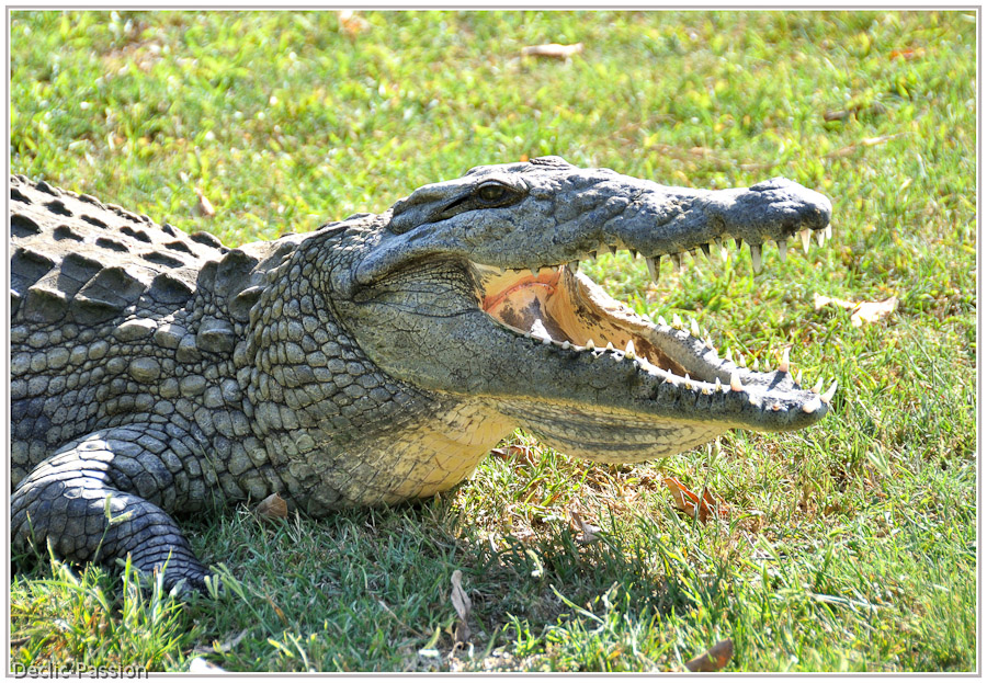 Le crocodile