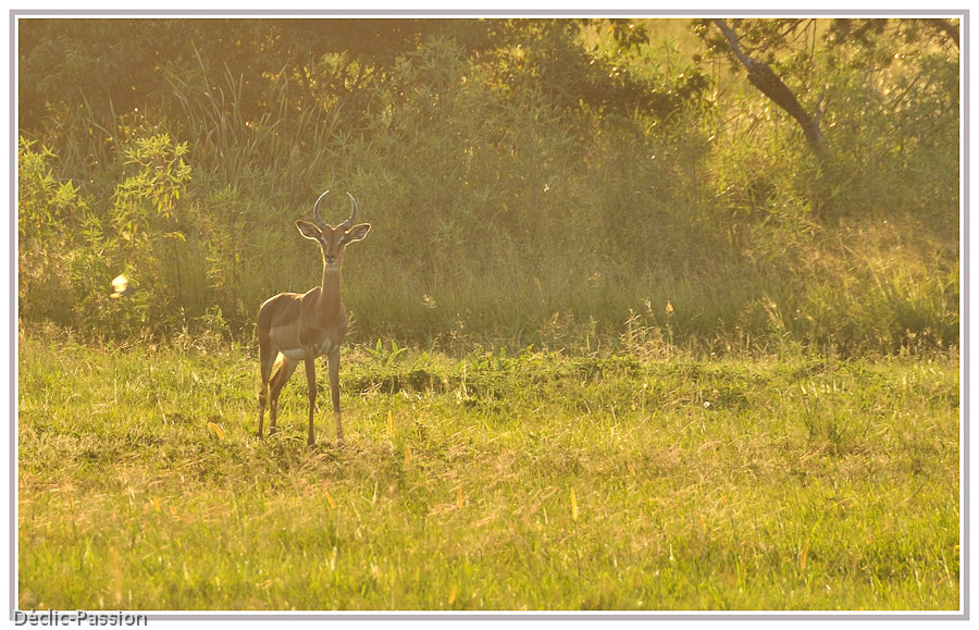 Impala