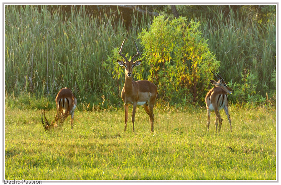 Impala