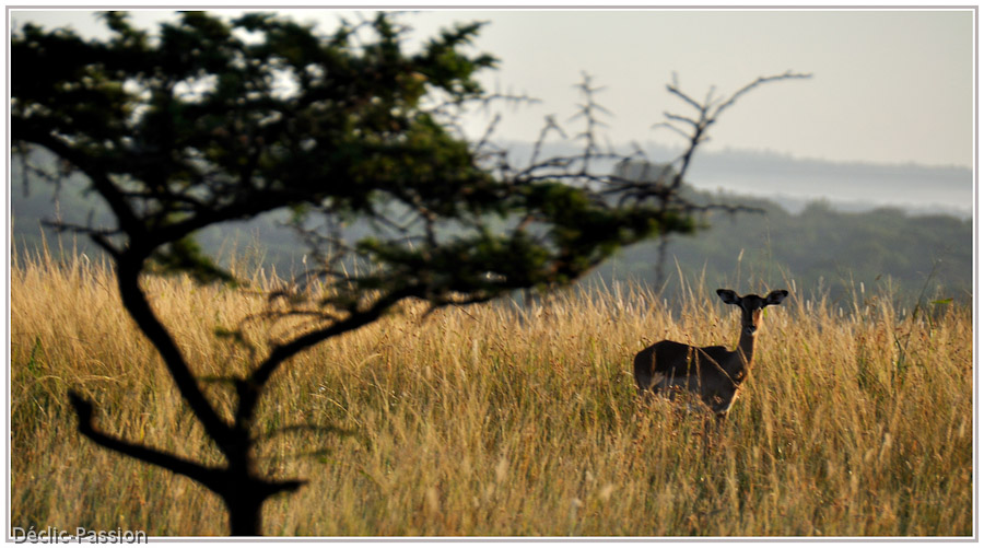 Nyala