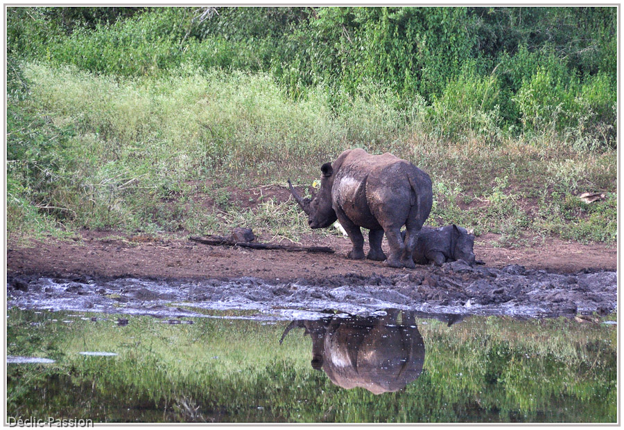 Le rhinocéros