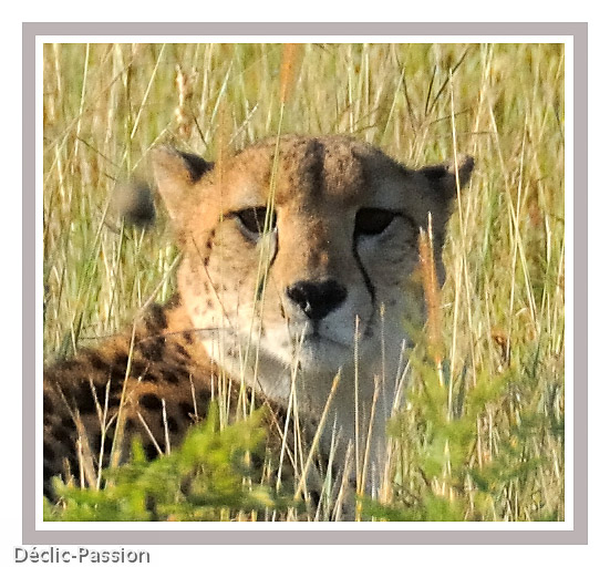 Le guépard