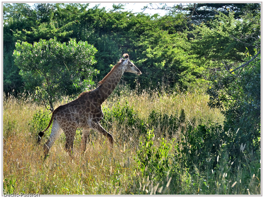 La girafe