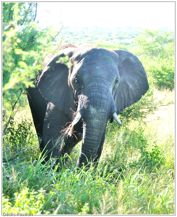 L'éléphant