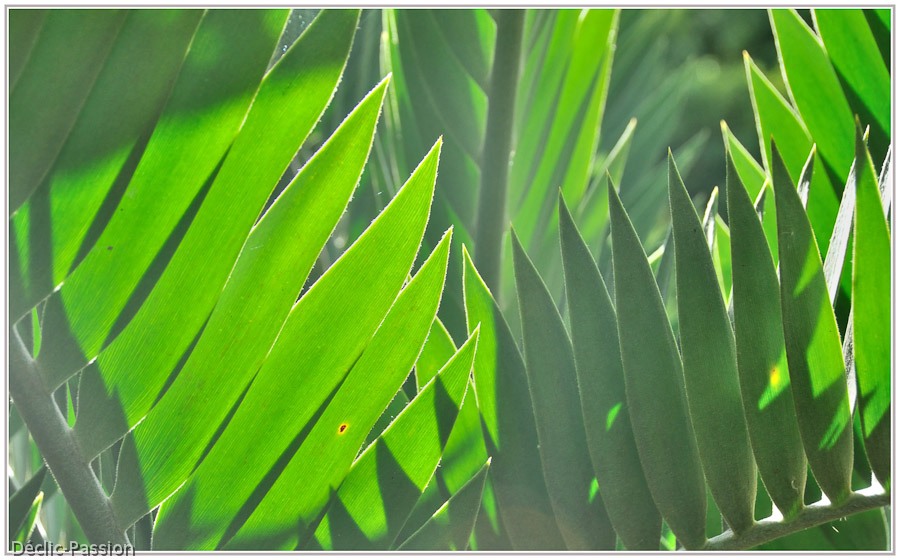 Camaïeu de verdure