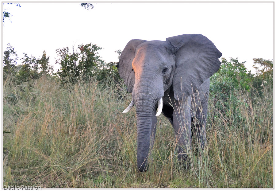 L'éléphant