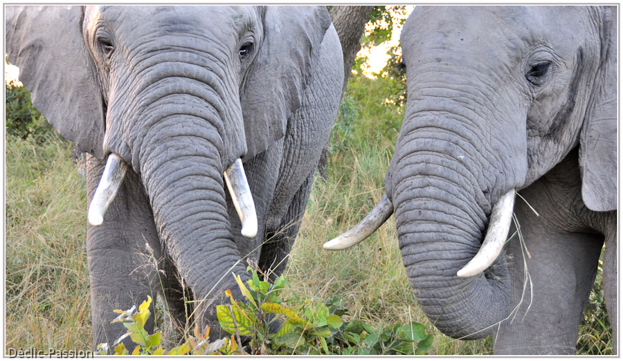 L'éléphant