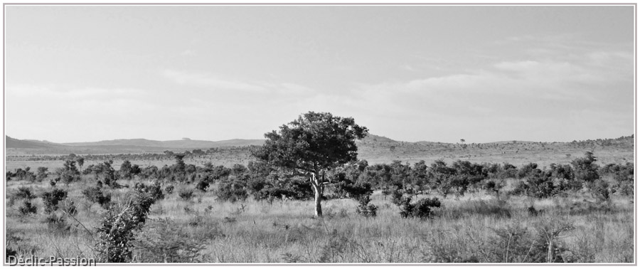 Dans le bush 