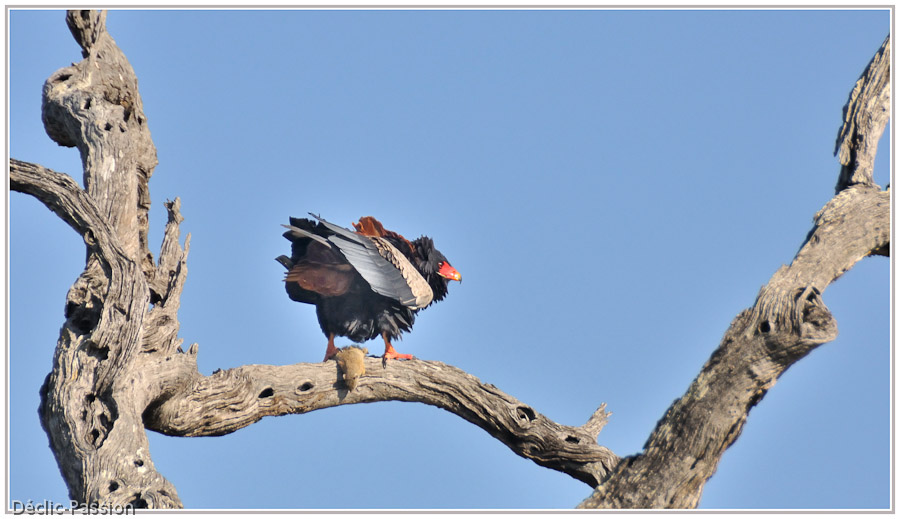 Rapace