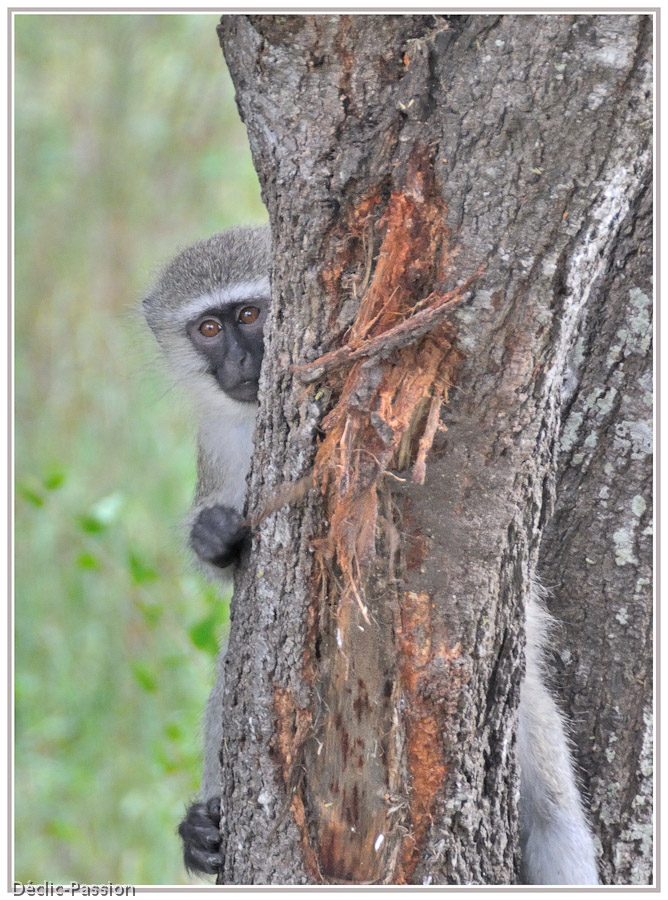 Le singe