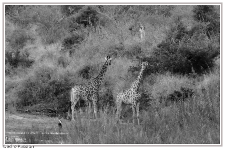 Duo de girafes