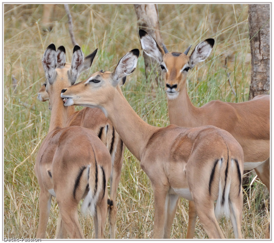 Les impalas