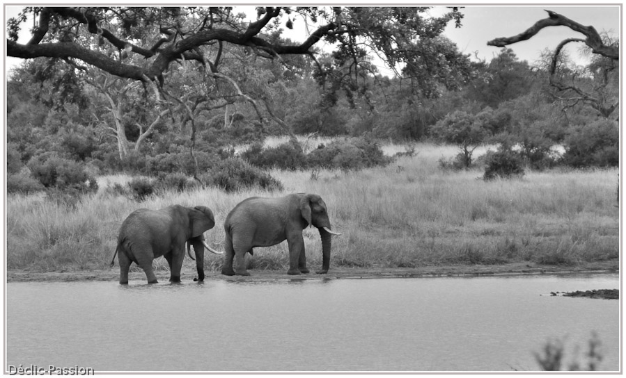 Duo d'éléphants