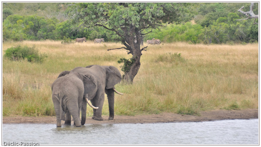 Duo d'éléphants