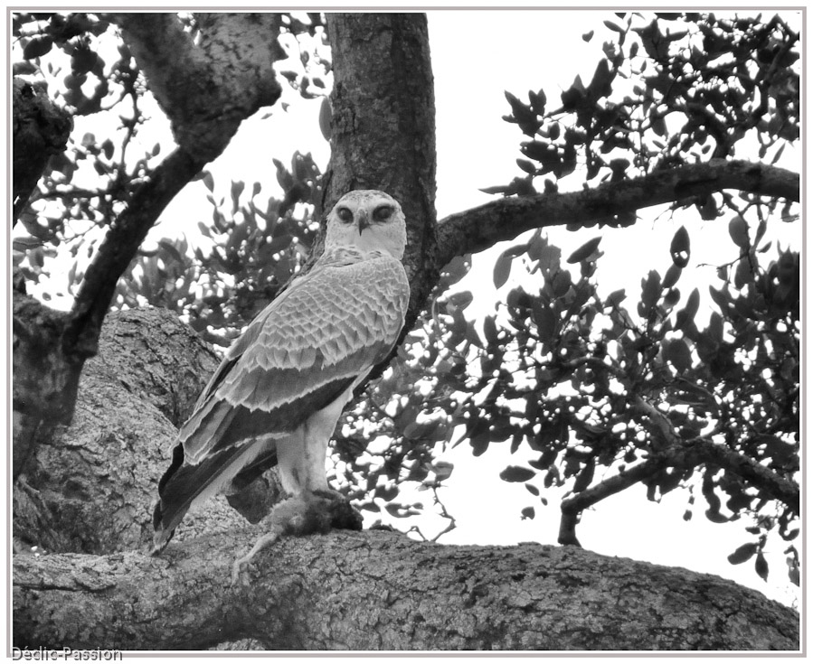 Rapace