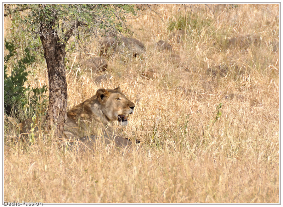 La lionne