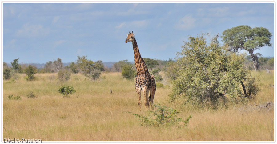 La girafe