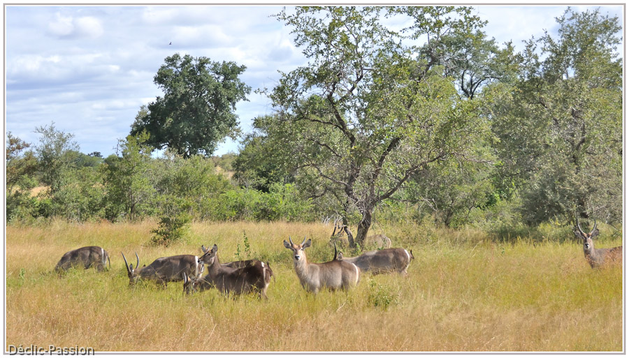 Les impalas