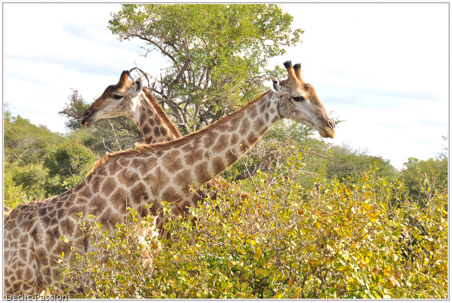 La girafe