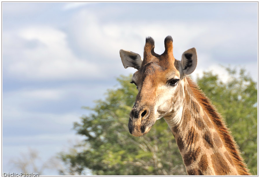 La girafe