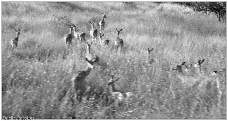 Les impalas